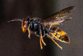 The Rise Of Asian Hornets In Europe Threaten Honey Bees - France