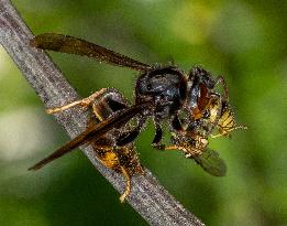 The Rise Of Asian Hornets In Europe Threaten Honey Bees - France