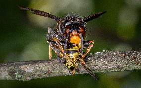 The Rise Of Asian Hornets In Europe Threaten Honey Bees - France