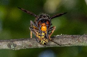 The Rise Of Asian Hornets In Europe Threaten Honey Bees - France