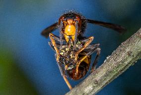 The Rise Of Asian Hornets In Europe Threaten Honey Bees - France