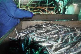 Saury fishing season begins in Hokkaido