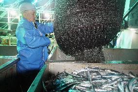 Saury fishing season begins in Hokkaido