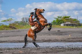 Horse Riders Perform At The Komune Beach In Bali