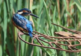 Rainham Marshes Nature Reserve