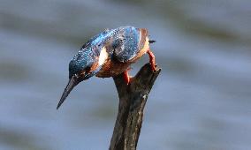 Rainham Marshes Nature Reserve