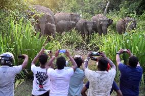 Wild Elephants - Sri Lanka