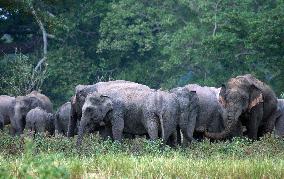 Wild Elephants - Sri Lanka