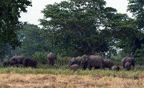 Wild Elephants - Sri Lanka