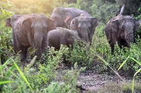 Wild Elephants - Sri Lanka