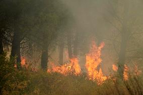 Wildfire In Izmir - Turkey