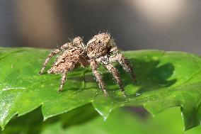 Pantropical Jumping Spider