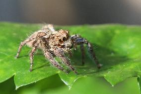 Pantropical Jumping Spider