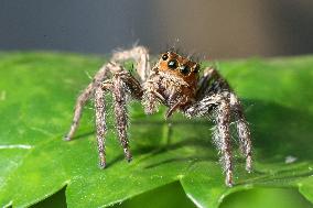 Pantropical Jumping Spider