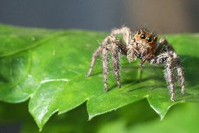 Pantropical Jumping Spider