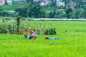 Rural Farmers Working In Paddy Fields