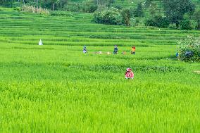 Rural Farmers Working In Paddy Fields