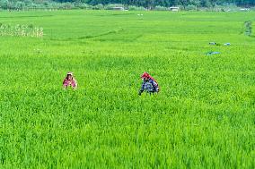 Rural Farmers Working In Paddy Fields