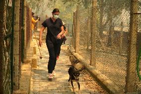 The Dogs Rescued During The Wildfire In Izmir - Turkey