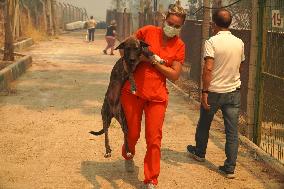 The Dogs Rescued During The Wildfire In Izmir - Turkey