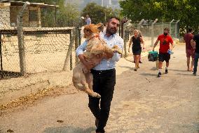 The Dogs Rescued During The Wildfire In Izmir - Turkey