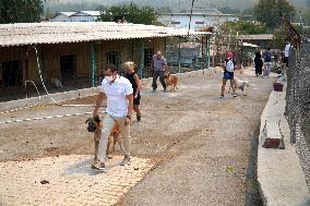 The Dogs Rescued During The Wildfire In Izmir - Turkey