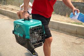 The Dogs Rescued During The Wildfire In Izmir - Turkey