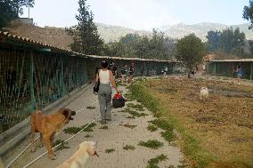 The Dogs Rescued During The Wildfire In Izmir - Turkey