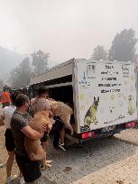 The Dogs Rescued During The Wildfire In Izmir - Turkey