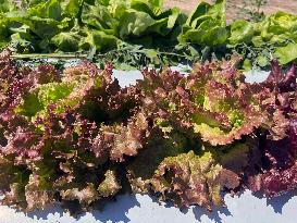 Agriculture In Canada - Lettuce