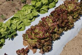 Agriculture In Canada - Lettuce