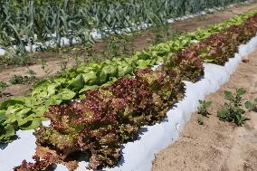 Agriculture In Canada - Lettuce