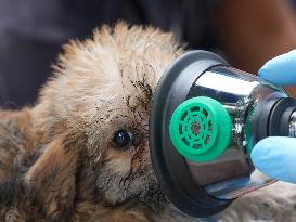 Washington DC Fire Department Rescues Dogs And Puppies From A Burning Building