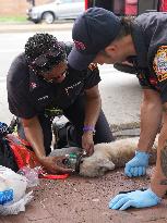 Washington DC Fire Department Rescues Dogs And Puppies From A Burning Building