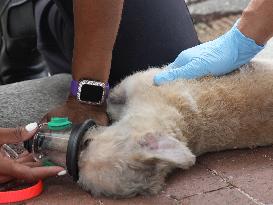 Washington DC Fire Department Rescues Dogs And Puppies From A Burning Building