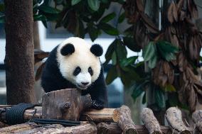 China Chongqing Zoo Giant Panda