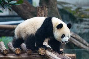 China Chongqing Zoo Giant Panda