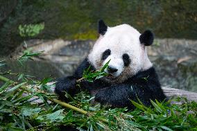 China Chongqing Zoo Giant Panda