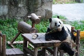 China Chongqing Zoo Giant Panda