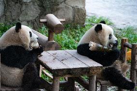 China Chongqing Zoo Giant Panda