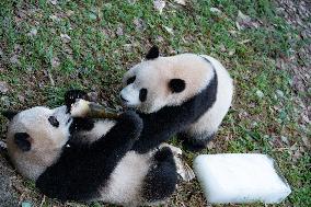 China Chongqing Zoo Giant Panda