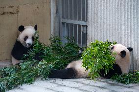 China Chongqing Zoo Giant Panda