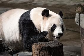 China Chongqing Zoo Giant Panda