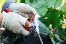 Bigen fruit seedling breeding base in Suqian