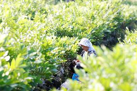 Bigen fruit seedling breeding base in Suqian