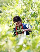 Bigen fruit seedling breeding base in Suqian