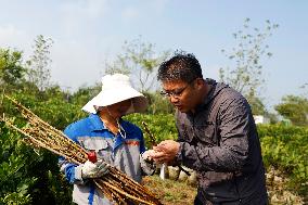 Bigen fruit seedling breeding base in Suqian