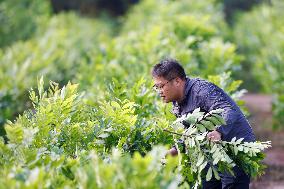 Bigen fruit seedling breeding base in Suqian