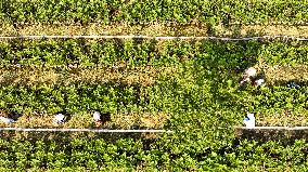 Bigen fruit seedling breeding base in Suqian