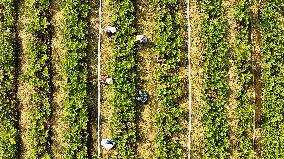 Bigen fruit seedling breeding base in Suqian